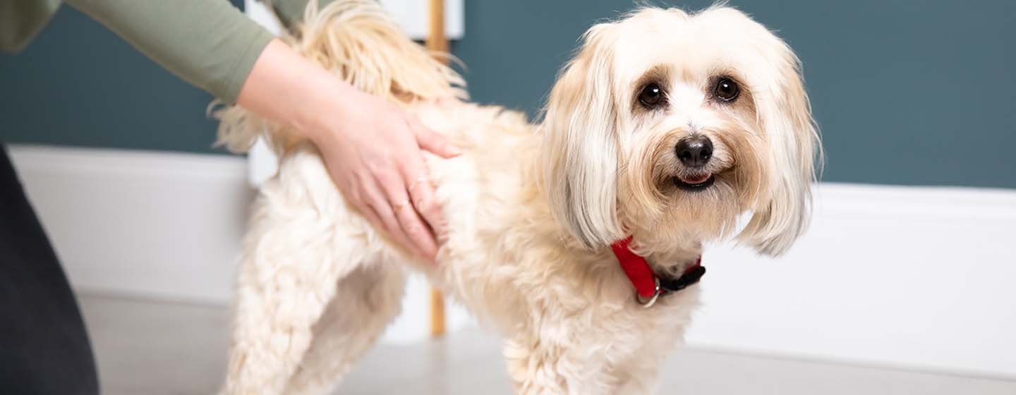 dog being checked for body condition