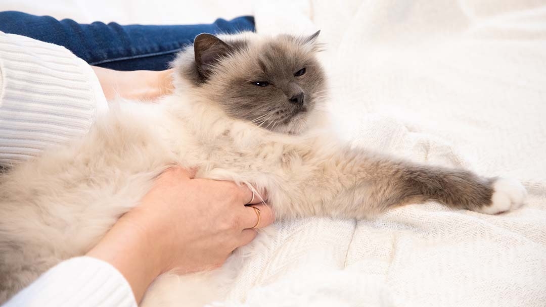 cat being checked by owner on bed