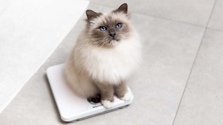 Cat sitting on weighing scales