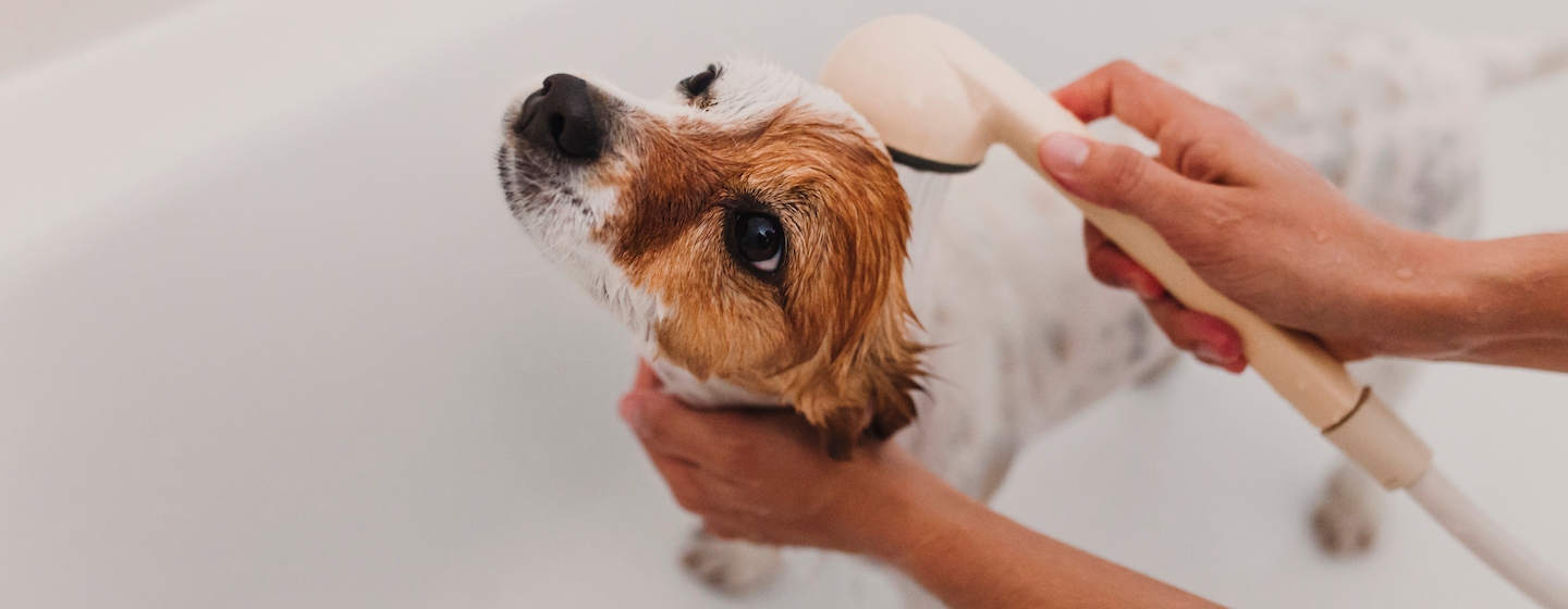 Dog being washed