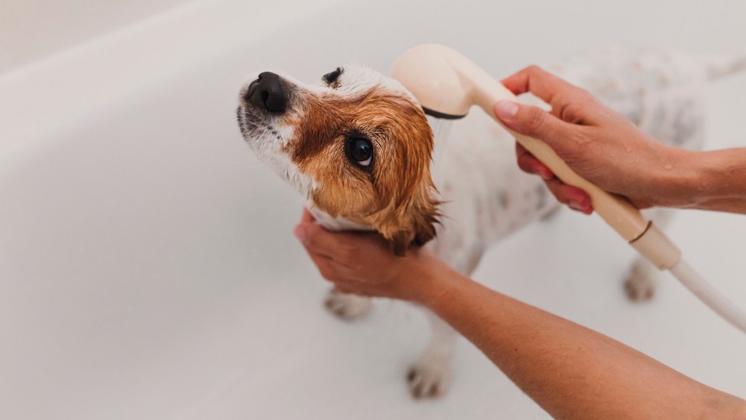 what does dandruff look like on dogs