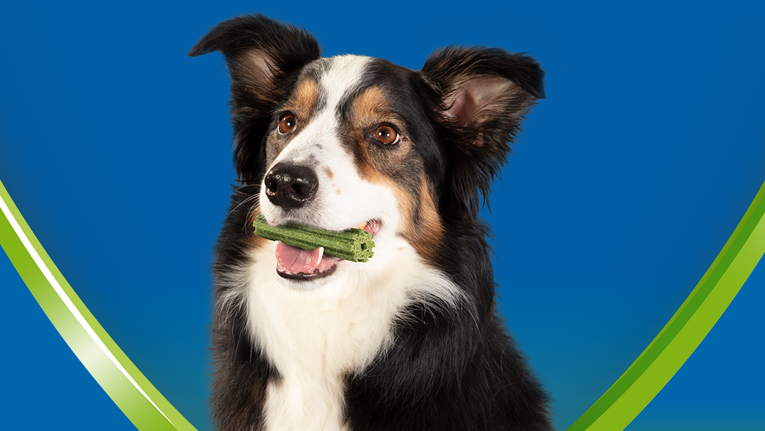 Collie holding ActivFresh chew in its mouth