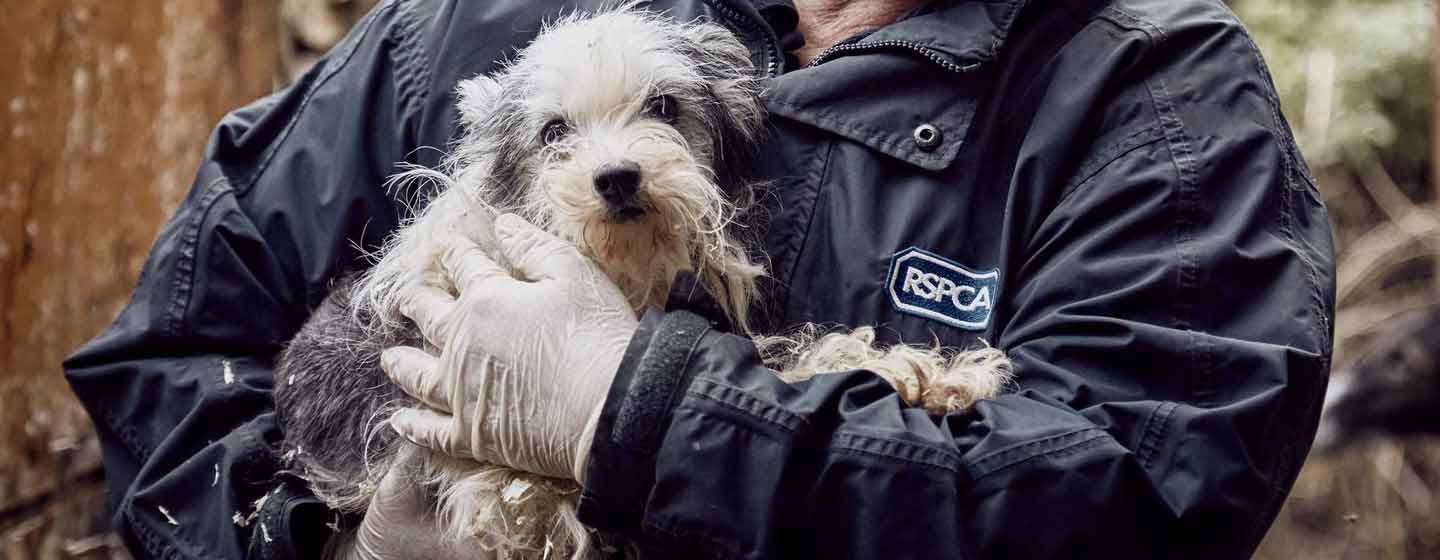 Puppy being rescued by RSPCA