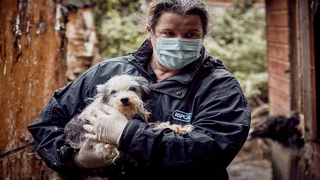 RSPCA officer rescuing puppy