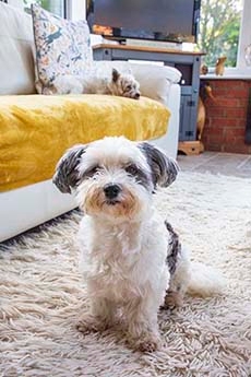 Ralph rehomed