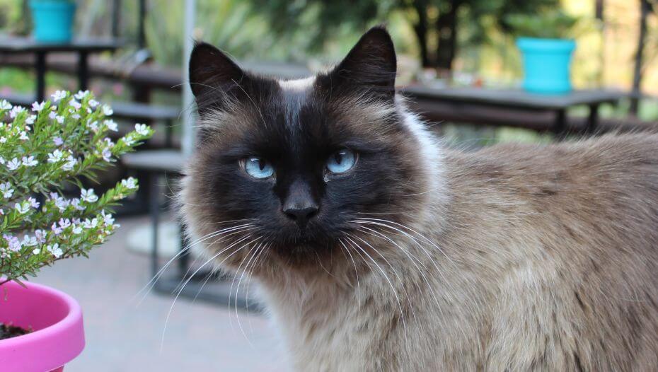 Balinese Cat Breed Information | Purina