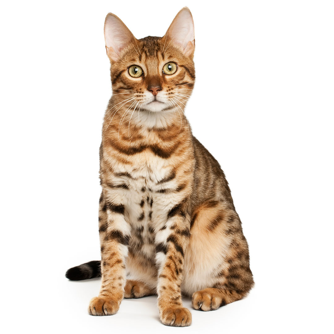 Bengal Cat Breed Information   Purina