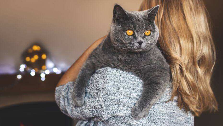 Best cat breed british shorthair Online Sale Black Friday
