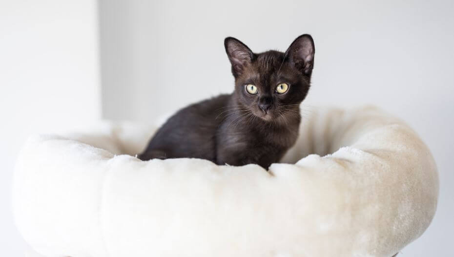 Burmese Cat Breed Information | Purina