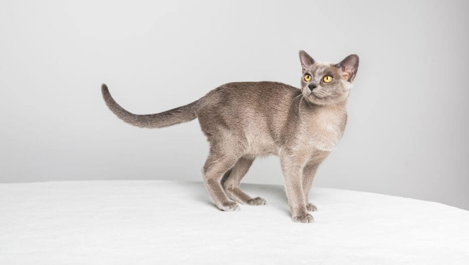 Burmese Cat Breed Information | Purina Burmese Cat Breed Information | Purina