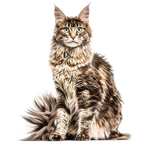 Maine Coon Cat 1 Maine Coon Cat Breed Information | Purina