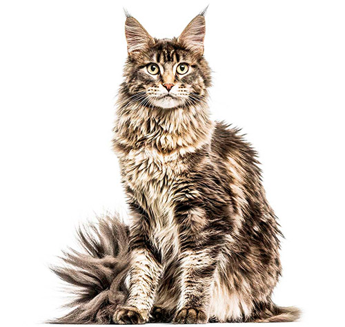 Maine Coon Cat Information | Purina