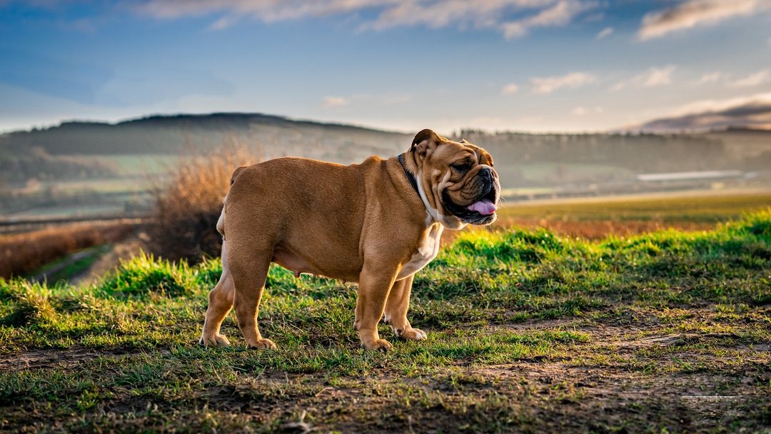 Bulldog having a walk