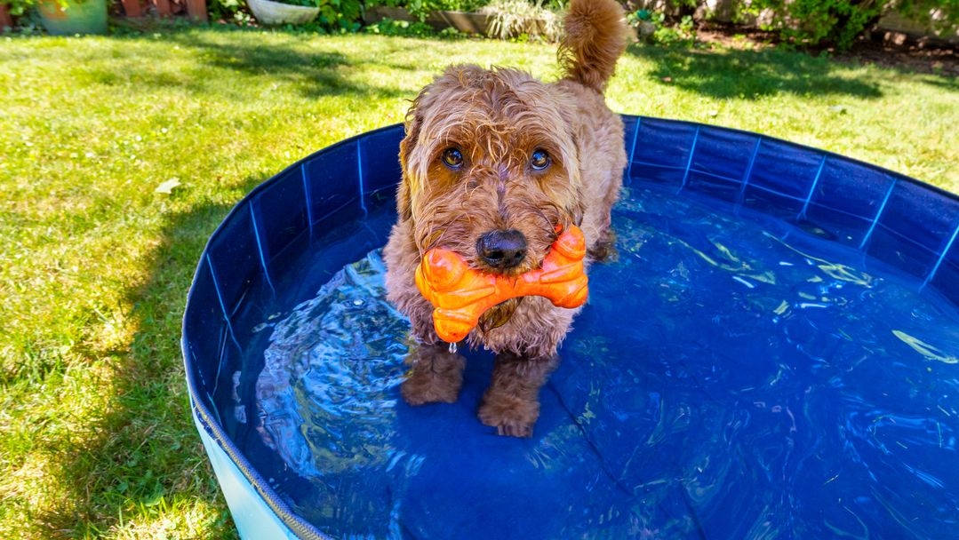 Dog cooling in the pool
