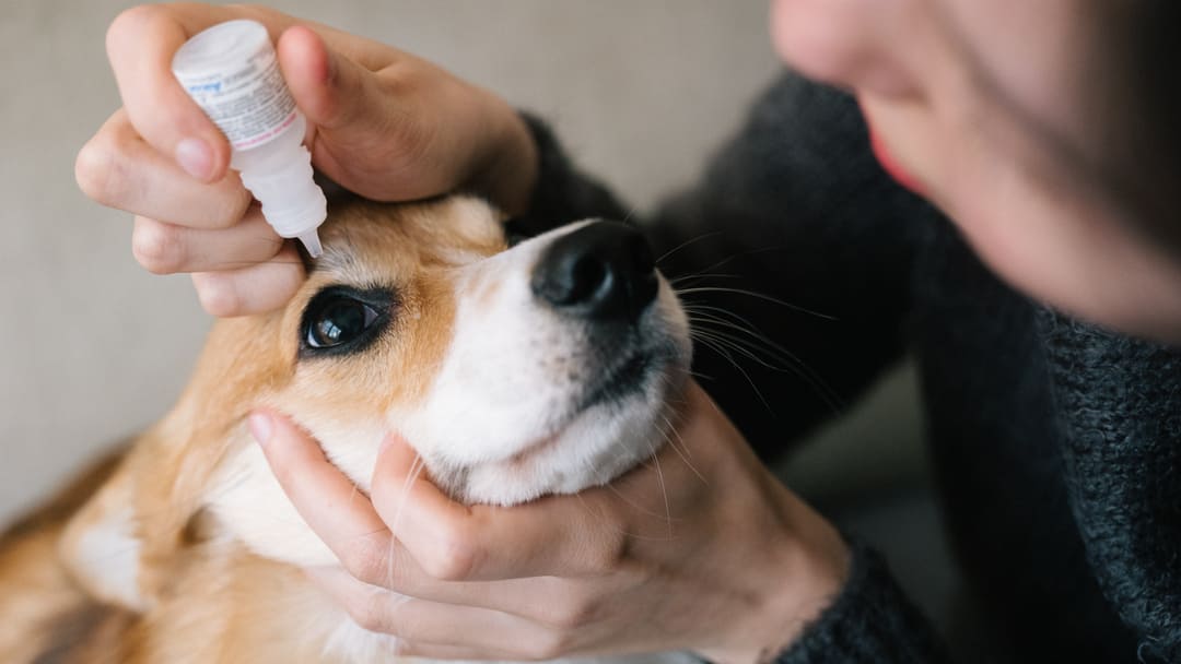 Eye Drops for Dogs: Types & When Do Dogs Need Them