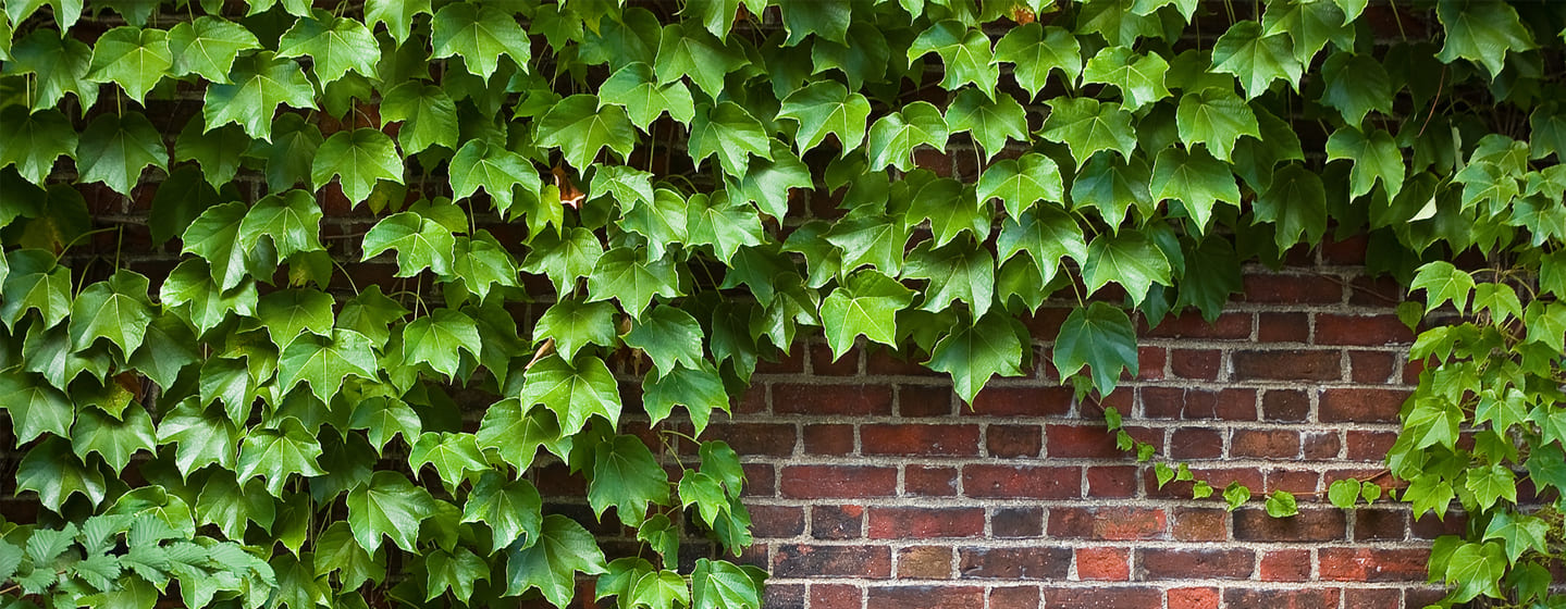 Is Ivy Poisonous to Dogs