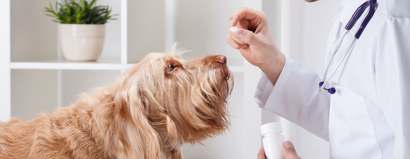 can amoxicillin kill a dog