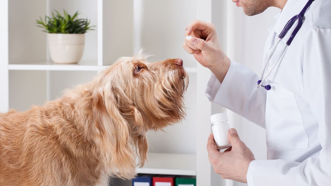 Are Antibiotics Safe for Dogs
