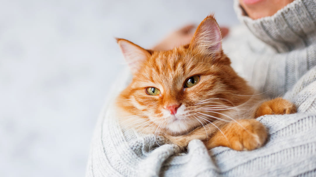 Top 10 Yellow Cat Breeds You Should Know