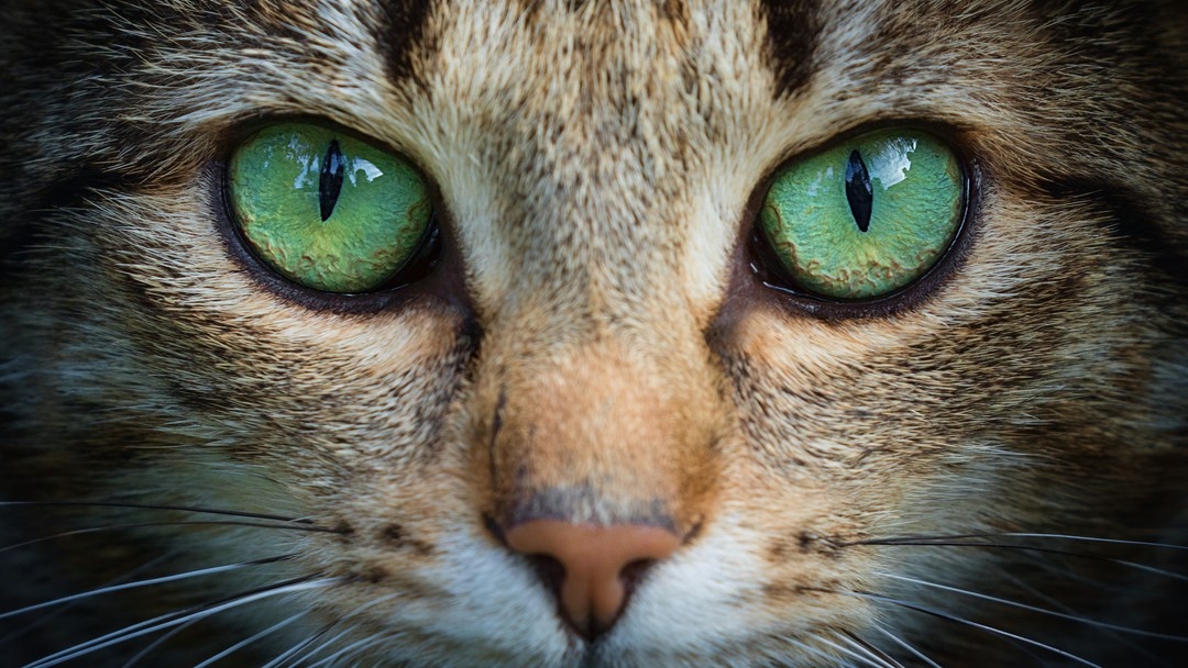Can Cats See Colour? Or Are They Colour Blind? | Purina