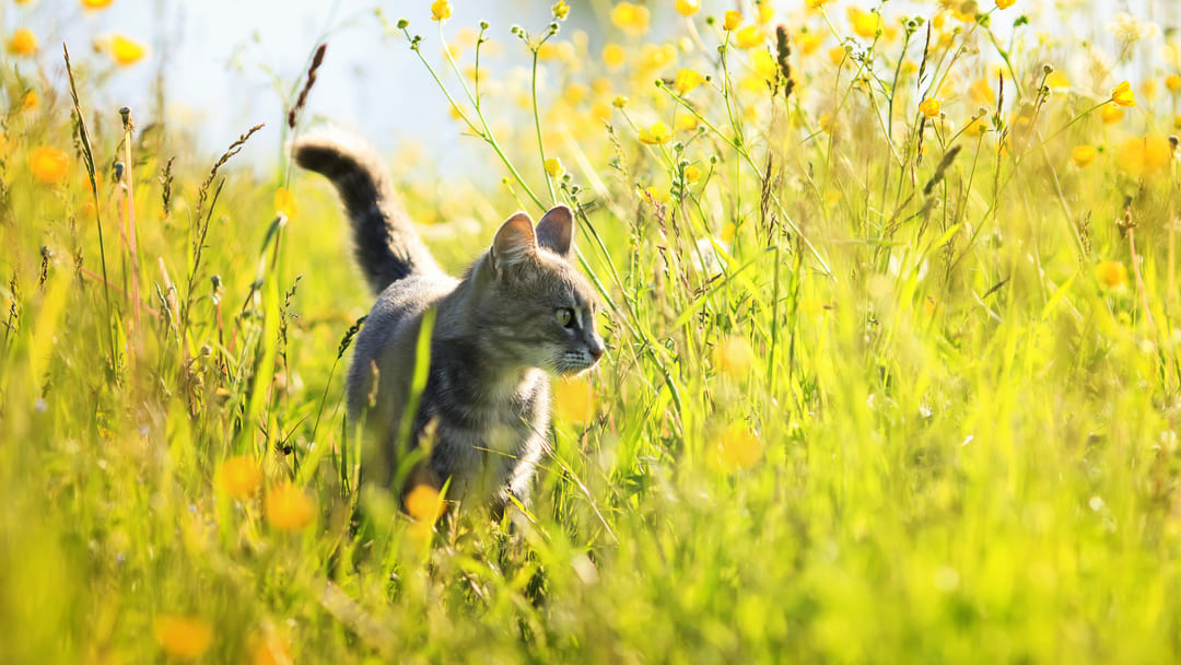 Hay fever in cats