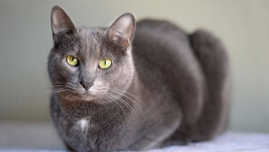 Korat cat breed