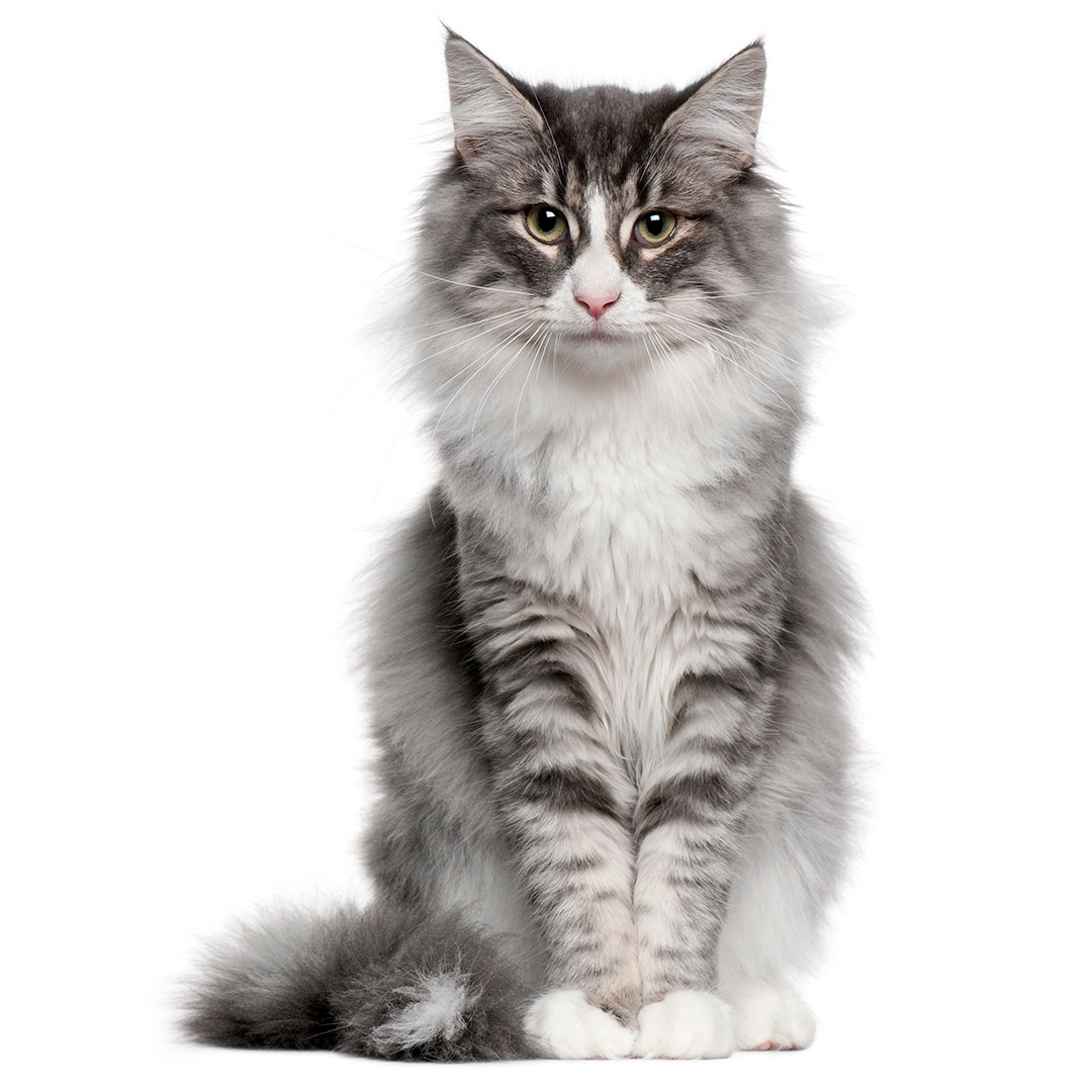 Norwegian Forest Cat Breed Information Purina