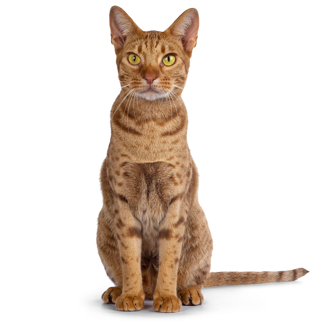 Ocicat Cat Breed Information | Purina