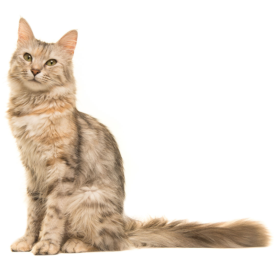 Oriental Long Hair Cat Breed Information | Purina