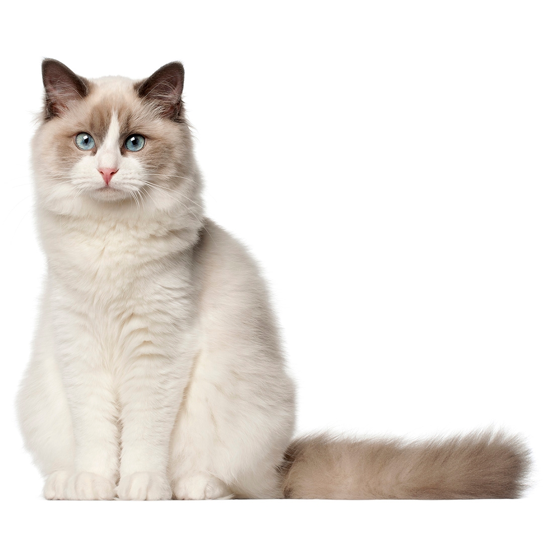 Learn About The Ragdoll Cat Breed From A Trusted Veterinarian