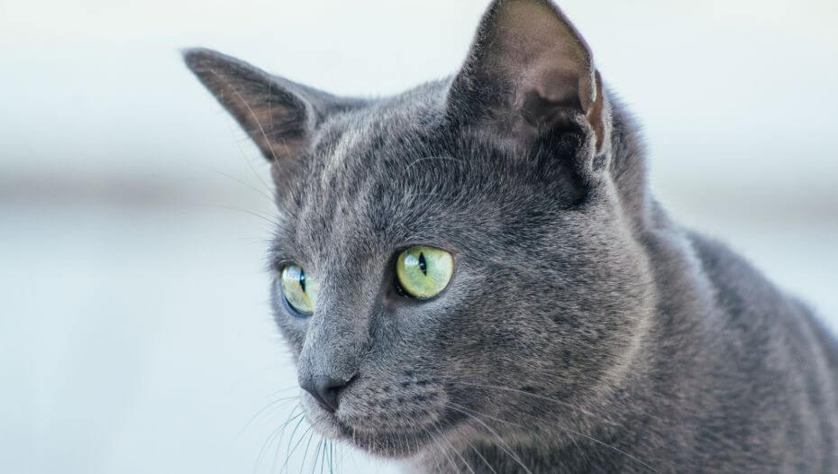 Russian Blue Cat Breed Information | Purina
