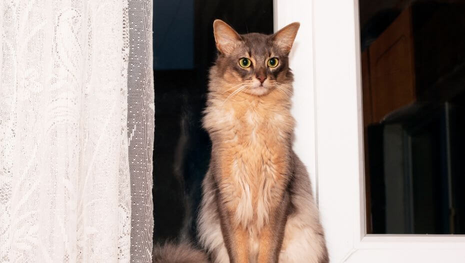 Somali Cat Breed Information Purina