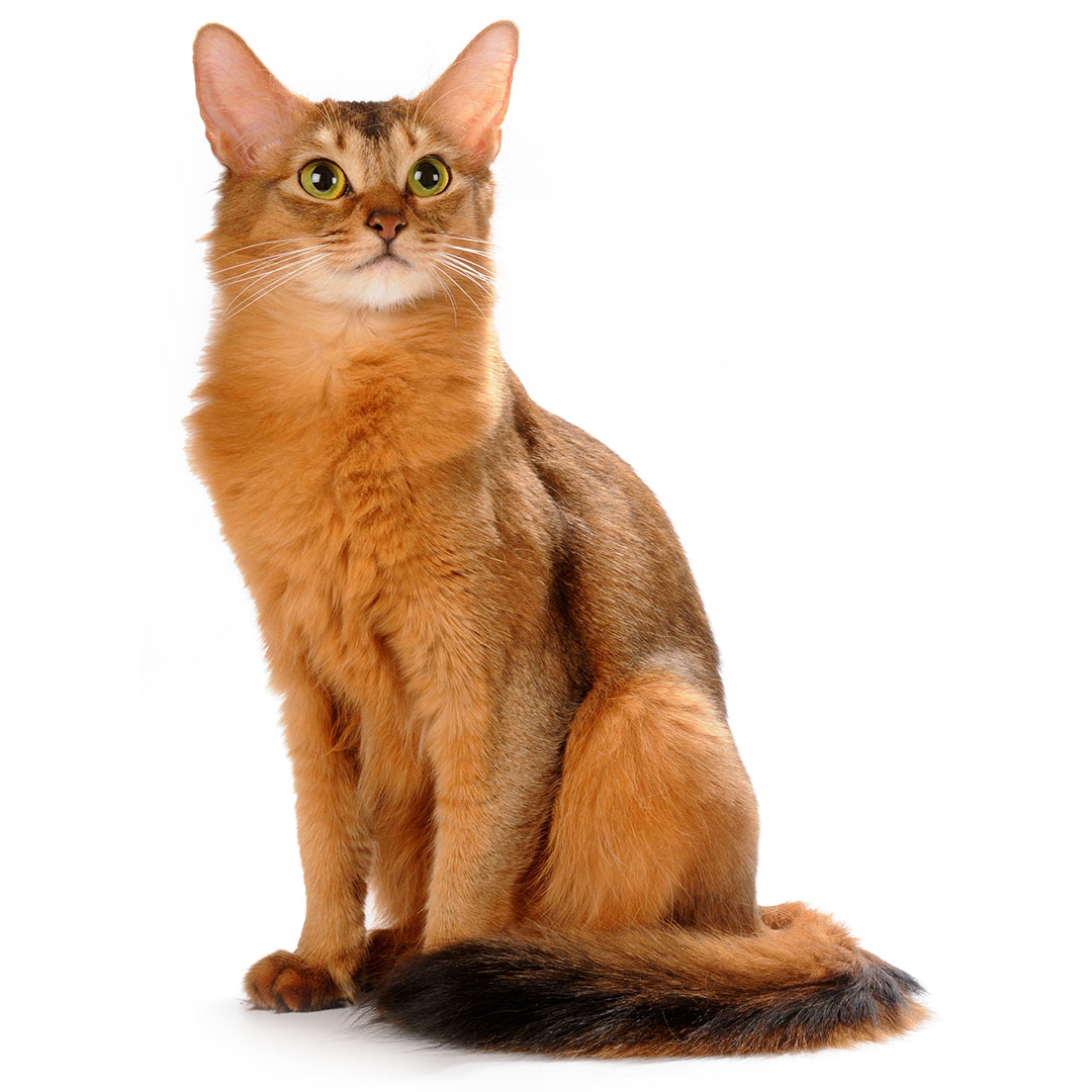 abyssinian cat somali cat price