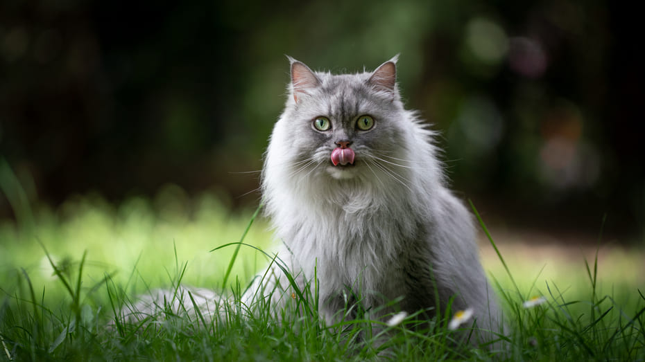 Longhair Cat Breeds