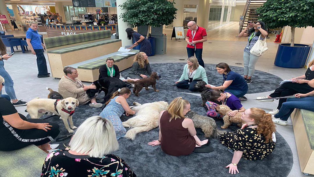 Cuddle Club at Purina Gatwick office