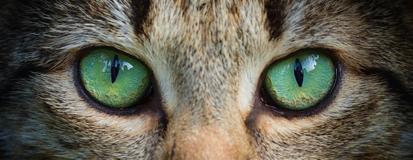 Can Cats See Colour? Or Are They Colour Blind? | Purina