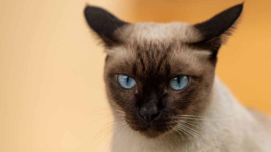 Thai Cat Breed Information| Purina