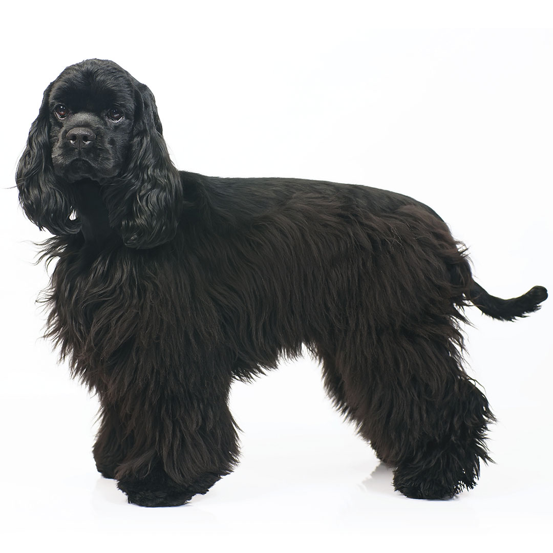 Co Spaniel English Cocker Spaniel Black And Tan English Cocker Spaniel