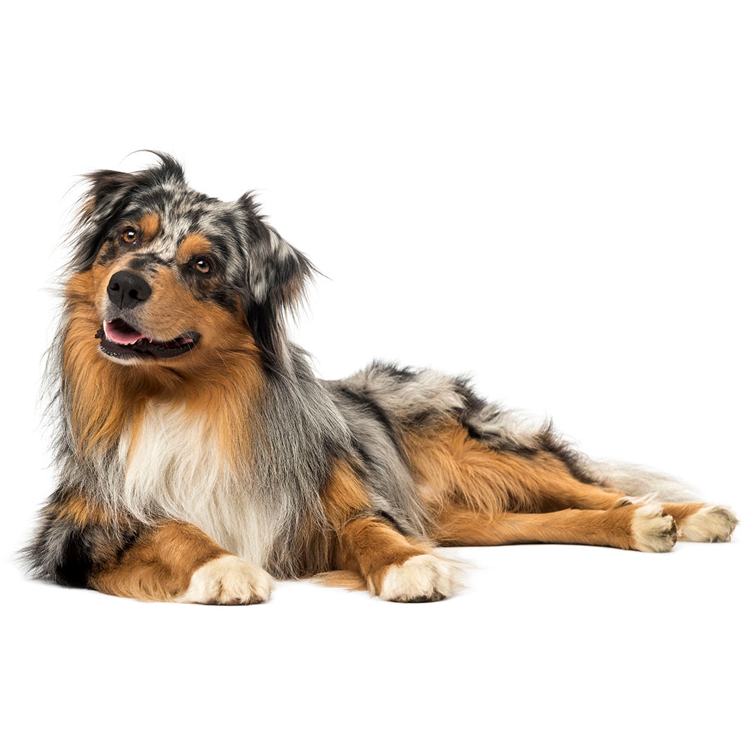 Australian Shepherd Dog Breed Information | Purina