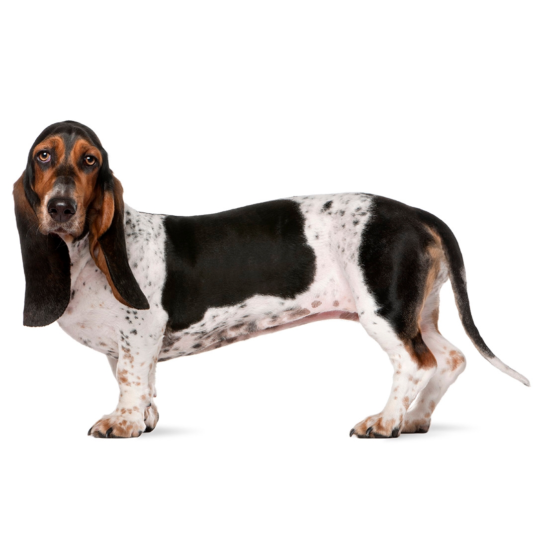 Basset Hound Dog Information | Purina