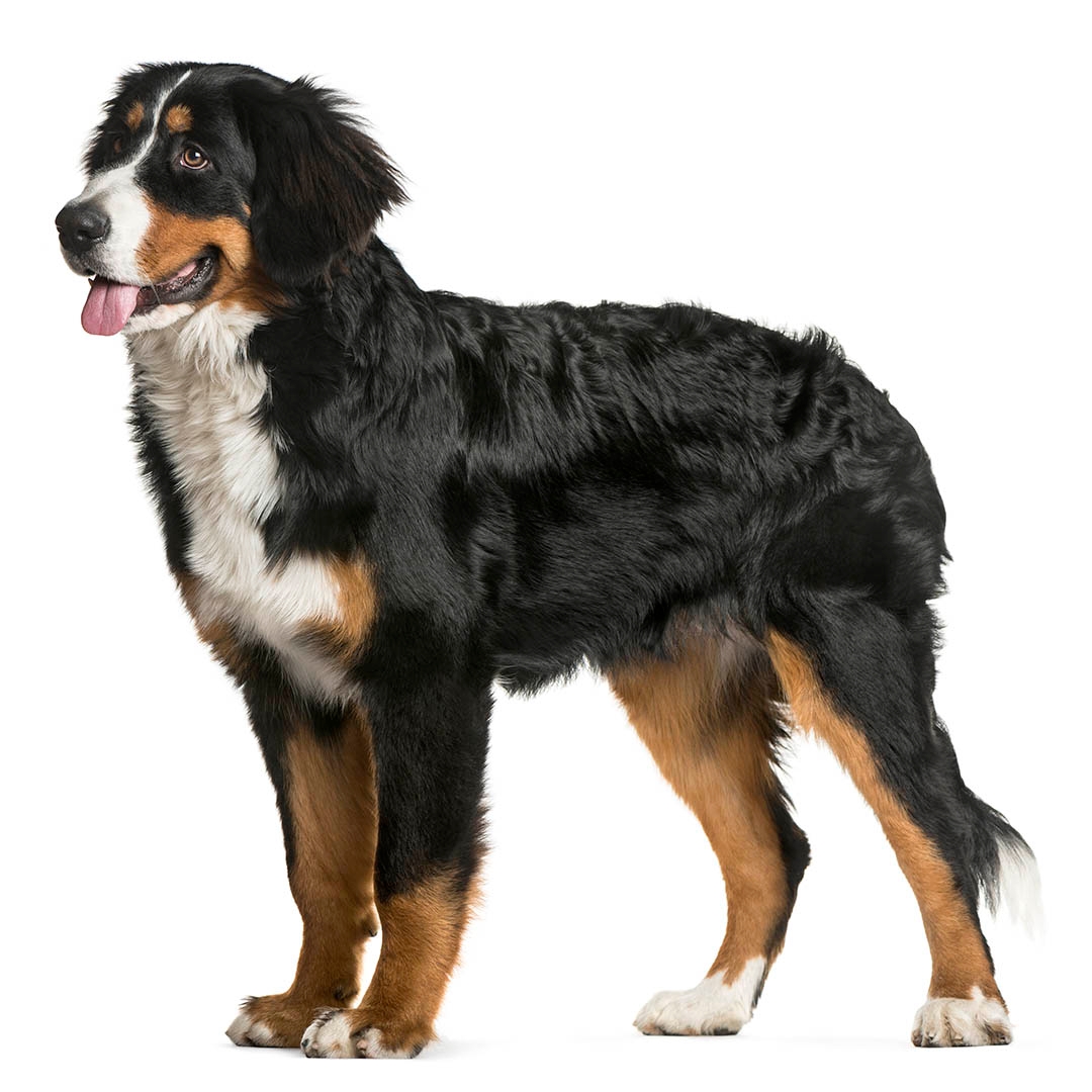 Giant Bernese Mountain Dog