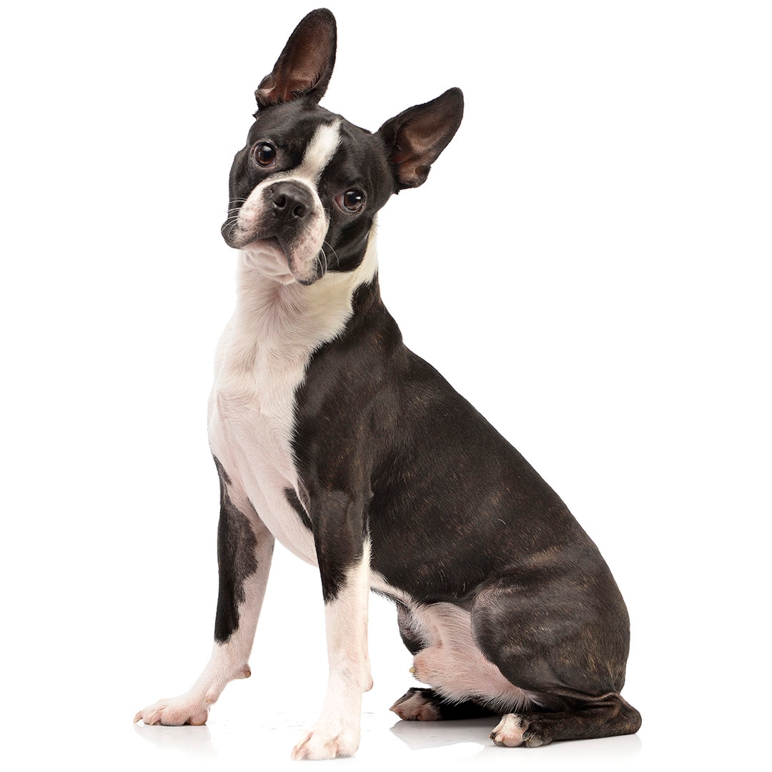 what 2 breeds make a boston terrier