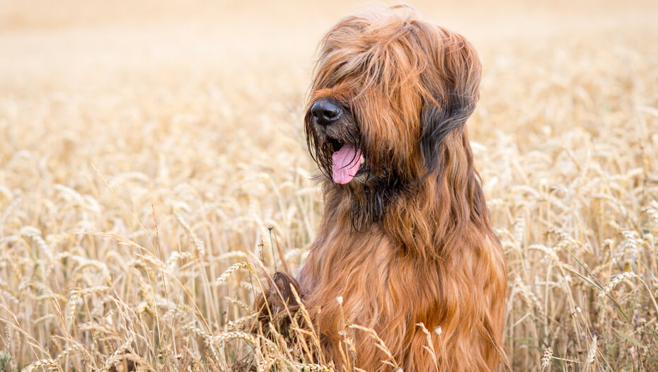 Briard in sales not