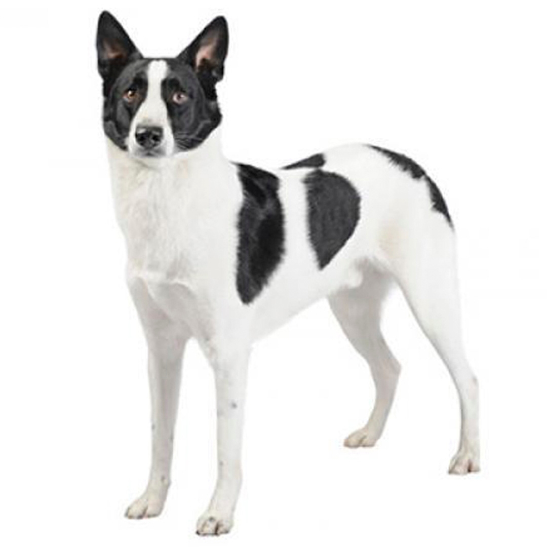 Do canaan dogs shed 2025