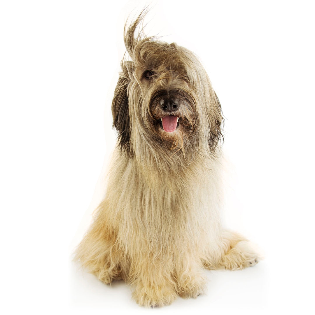 Is A Catalan Sheepdog A Good Pet