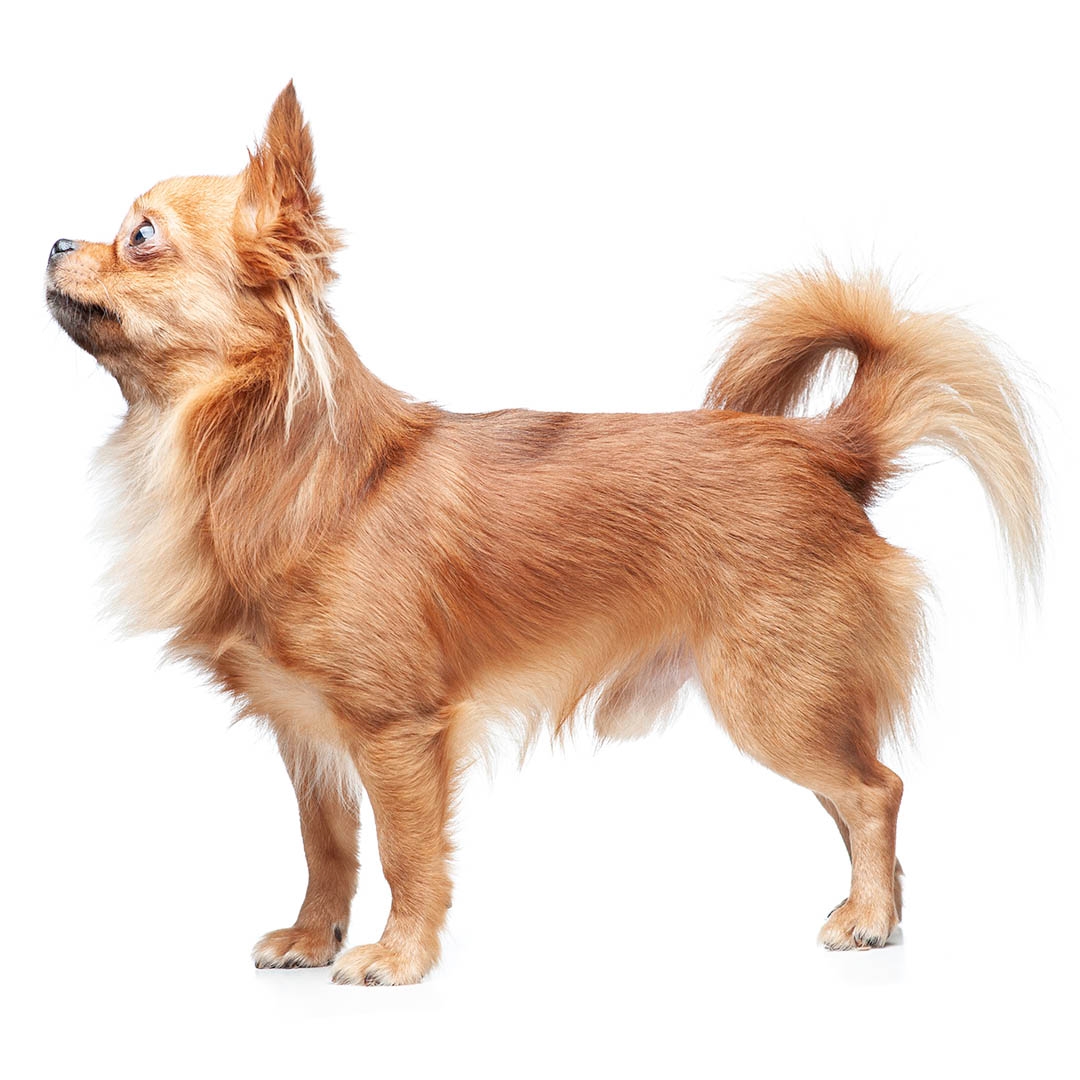 Chihuahua Long Coat Dog Breed Information The Pedigree Paws