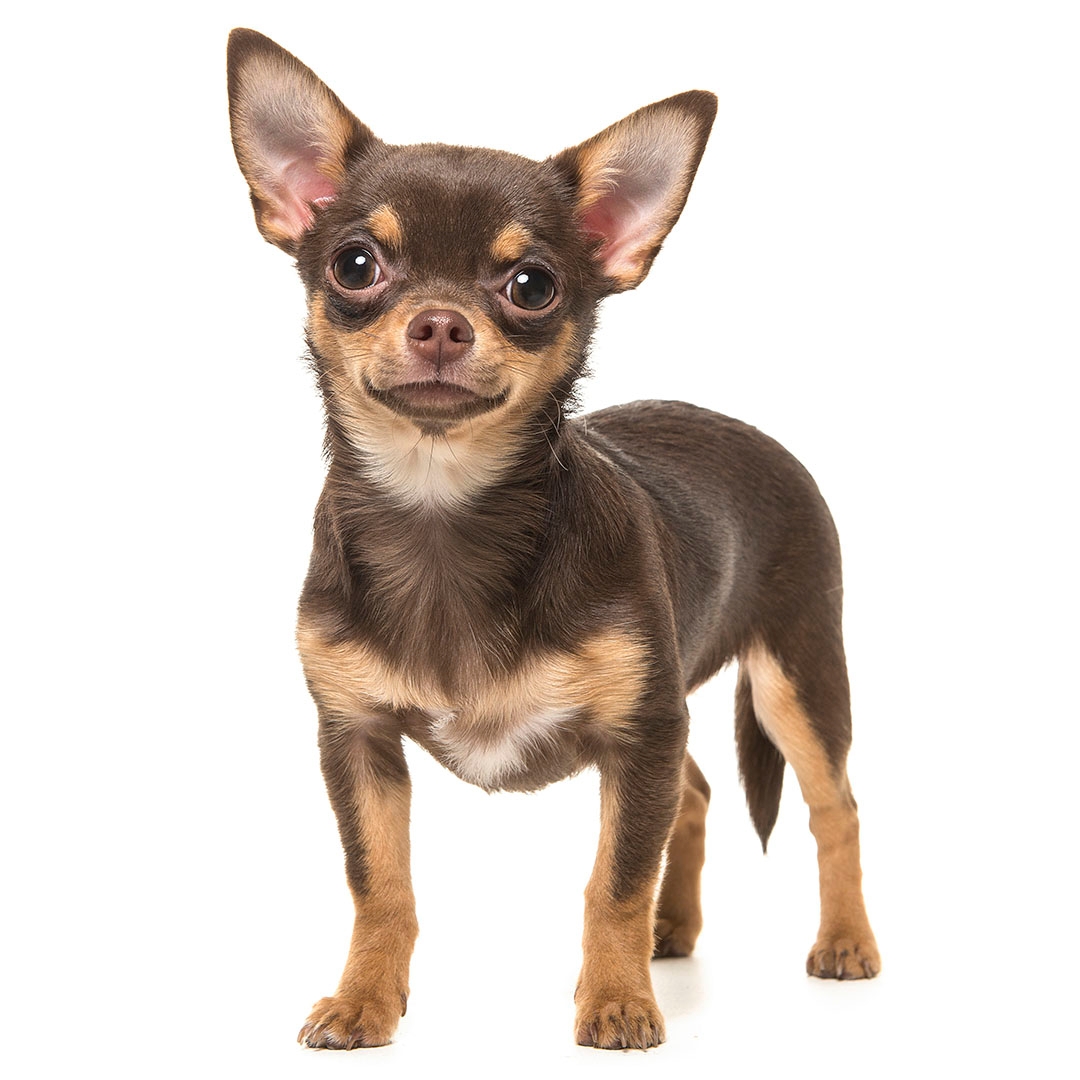 Chihuahua (Smooth Coat) Dog Breed - Facts & Traits | Purina