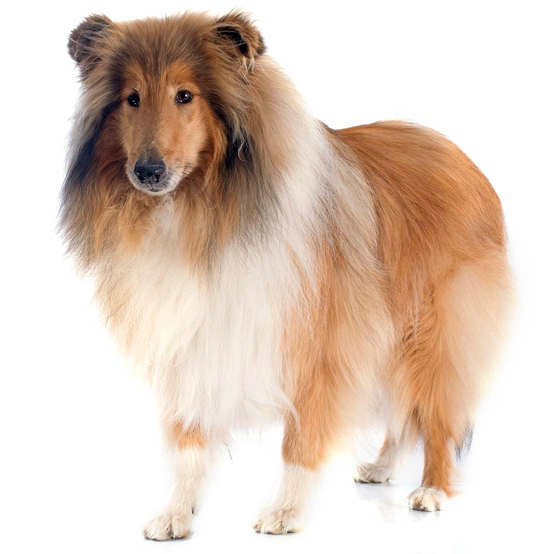 do rough collie bark a lot