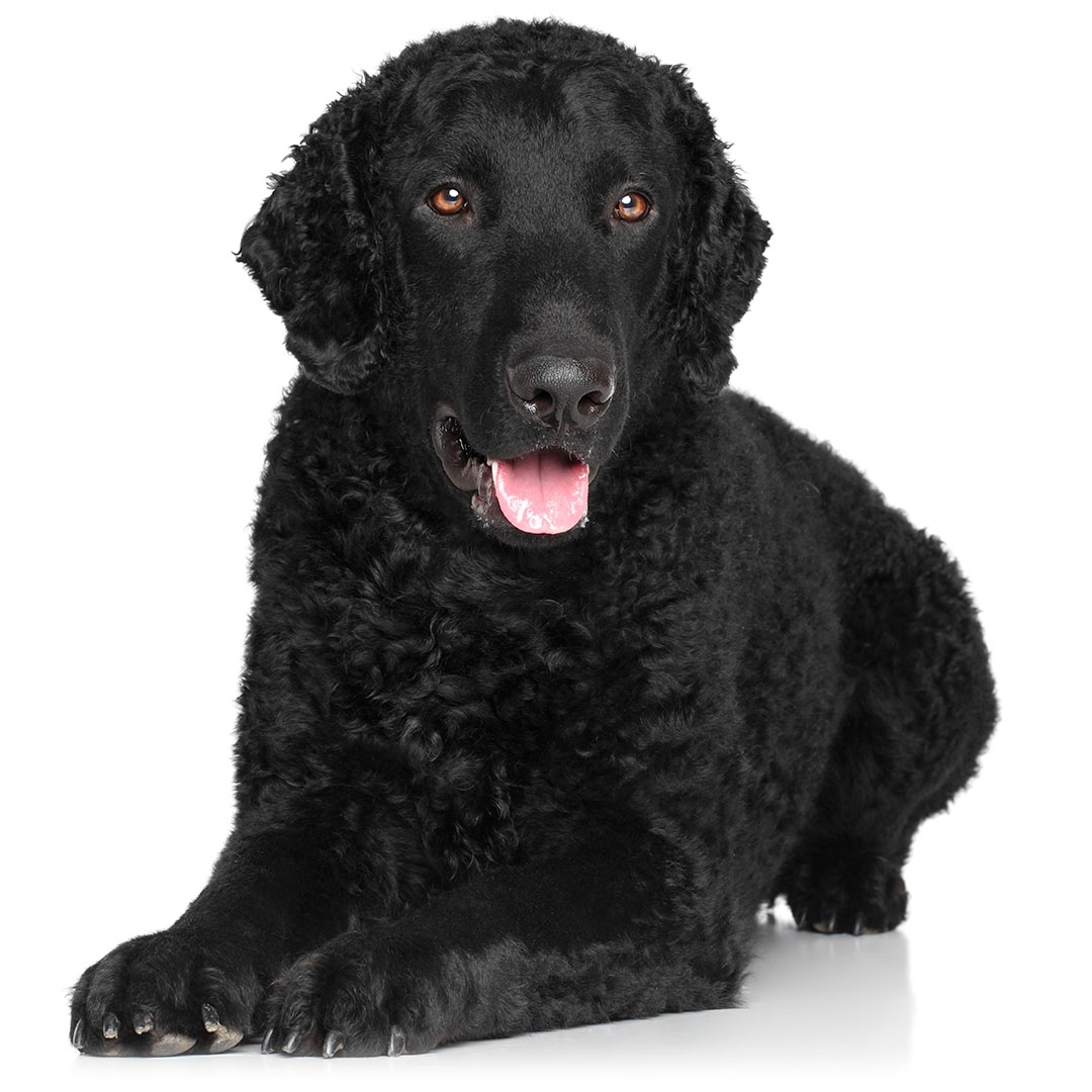 Curly coat retriever for sale online
