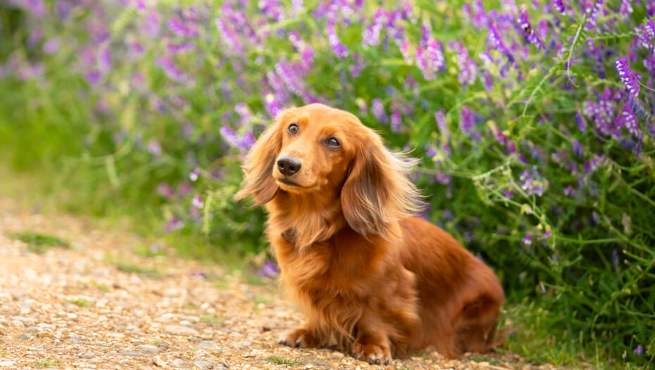 dachshund long